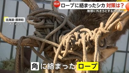 角にロープがぐるぐる絡まったエゾシカ…少なくとも2頭 最善策は「春に