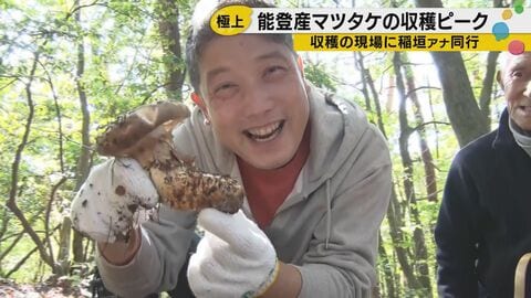 採れたて焼きマツタケは「ゴリンゴリン」！能登の山奥で味わう至福、その香りが届けられないのが残念すぎる
