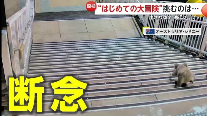 エレベーターは断念し階段へ戻るコアラ