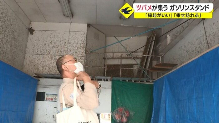 ツバメの様子に「感動もの」と語る日本野鳥の会メンバー