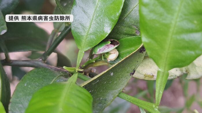チャバネアオカメムシ(提供 熊本県病害虫防除所)