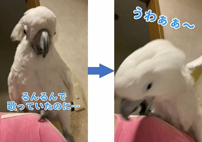 スルリと滑り落ちそうになって…「うわぁぁ~!」