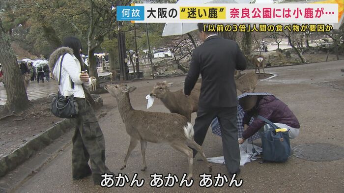 シカが人の持ち物を奪う姿も