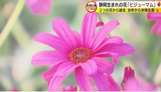 ビジューマム