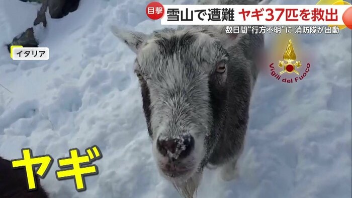 消防隊員に近づいてきたヤギ