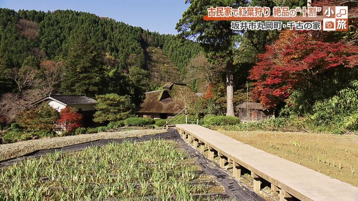 秋深まる山間に佇む茅葺屋根の民家