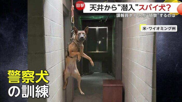 吊り上げられた状態で降下していく警察犬(Cheyenne Police Department)