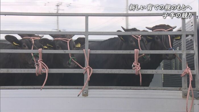 9月17日 競りに向かう四つ子の子牛