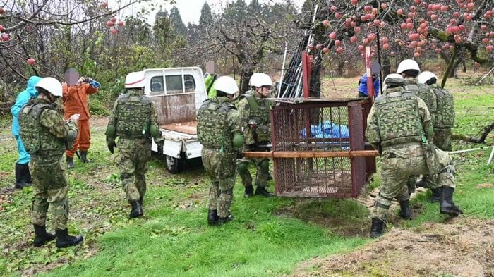 クマ被害対策の支援活動に取り組む自衛隊員（提供：陸上自衛隊秋田駐屯地）
