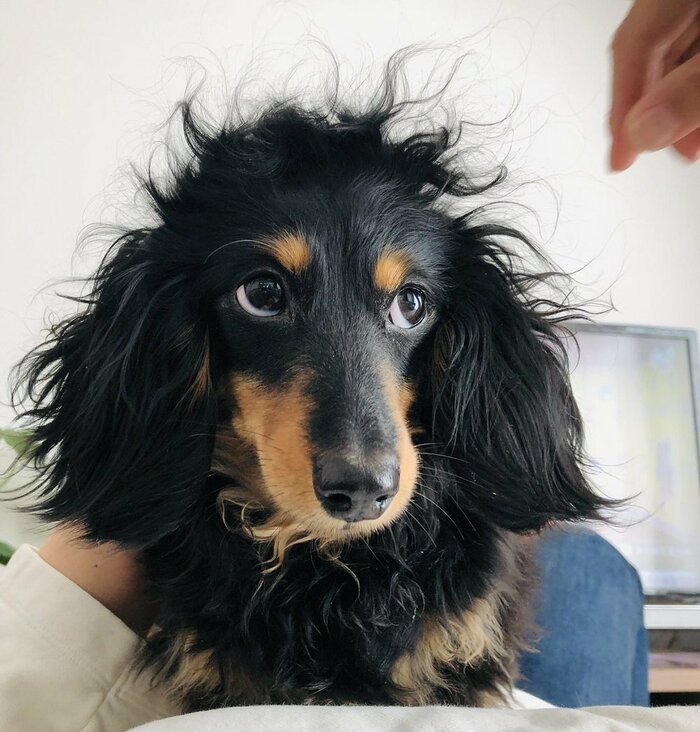 ゆるふわパーマを飼い主さんの手で遊ばれている