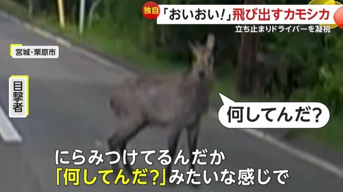 じっと撮影者を見つめていたカモシカ(視聴者提供)