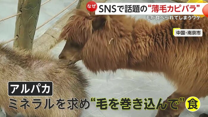 皮食べようとして毛ごと食べていたアルパカ(中国SNSより)