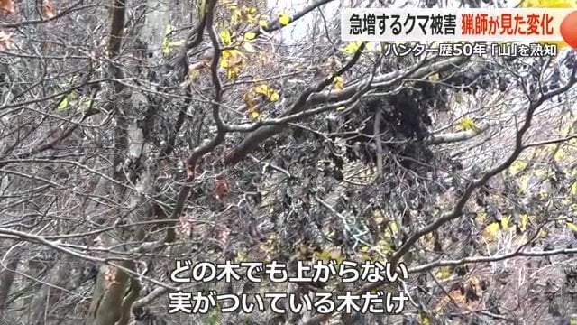 クマが登るのは実が付いている木だけ
