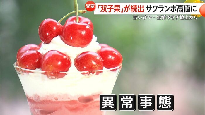 異常事態が発生している初夏の味覚「サクランボ」