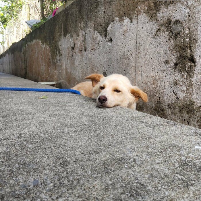 台を使わないときはコンクリートの上にあごを乗せている
