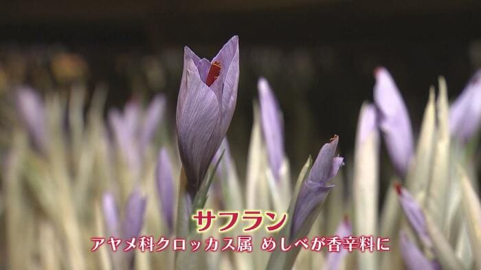 サフラン