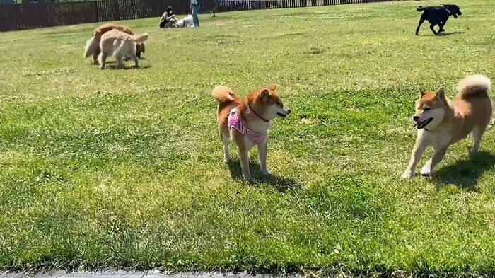 「あ!」柴犬が近づいてきたけれども…