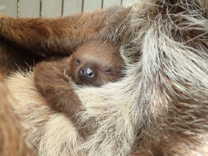 母親のおなかの上でぐっすり(提供:埼玉県こども動物自然公園)