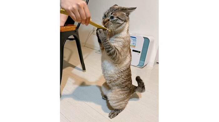 ちゅ~るをむさぼるモネくん