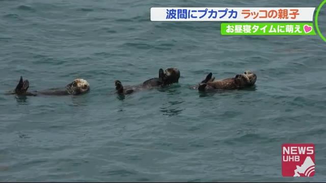 波間にプカプカ 仲良しラッコ「ピーピー」子供が泣いて母さんラッコが取った行動は?…愛らしい姿に遭遇