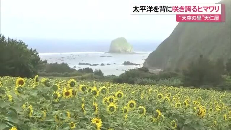 天空の里でヒマワリ満開！　名護市天仁屋｜FNNプライムオンライン