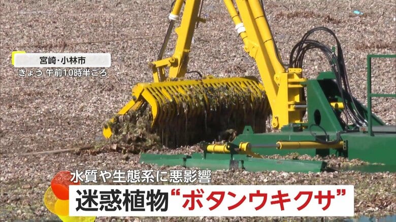 爆発的繁殖でダム湖を覆う特定外来生物「ボタンウキクサ」　広さ東京ドーム17個分…約2億1600万円で除去作業開始　宮崎・小林市｜FNNプライムオンライン