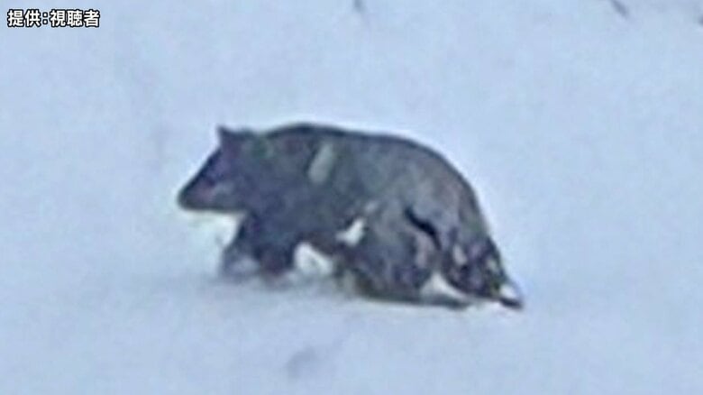 「血を流し倒れている」クマに男性が襲われ負傷　温泉街で雪かき中…約15分後、現場から約300ｍの駐車場でクマを撮影｜FNNプライムオンライン