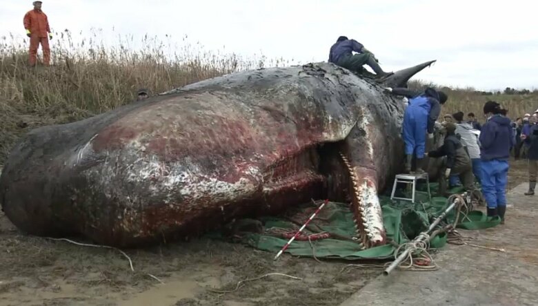 近くで見ると「かなり大きい」大阪湾のクジラ　引き上げて調査　 吉村知事視察で「非常に大きい、非常に臭いもきつい」｜FNNプライムオンライン