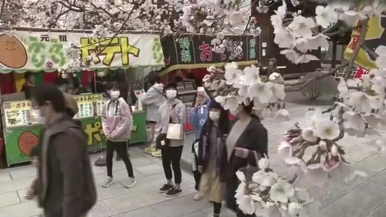 福島市で”桜満開”を観測　去年より１０日遅く　＜福島＞｜FNNプライムオンライン