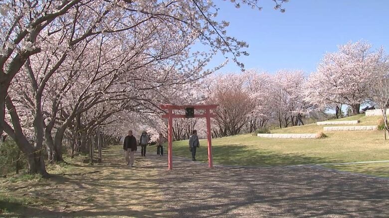 縁結びのスポットで知られる粟嶋公園で桜が見ごろ　大分県豊後高田市｜FNNプライムオンライン
