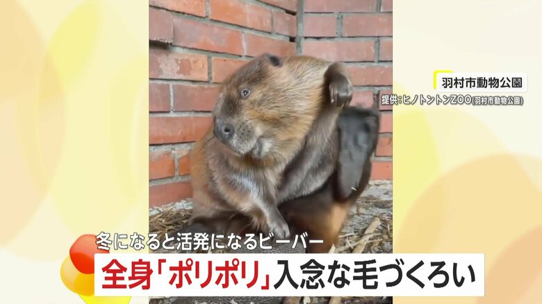 全身ポリポリ…ビーバーが入念な毛づくろいで防寒対策？　飼育員「油を毛につけて撥水」　東京・羽村市動物公園「ヒノトントンZOO」｜FNNプライムオンライン