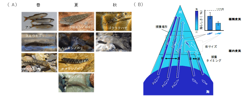 【摂南大学】海と川を行き来する魚は「海らしさ」を失いながらも海由来の物質を川へ届ける