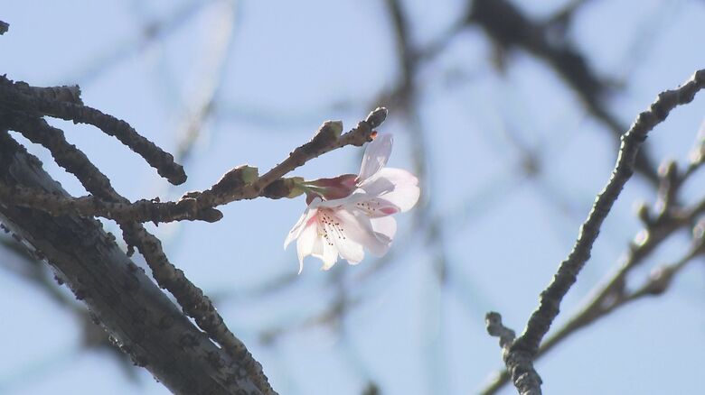桜の開花発表　2025年より1日早い開花　大分県｜FNNプライムオンライン