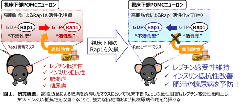 脳の視床下部にあるRap1分子の阻害により糖尿病が改善するメカニズムを解明~新しい糖尿病治療薬の開発に期待~