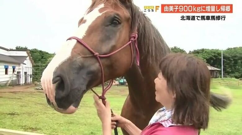 「命を救いたい」食用馬を四国初の観光馬車に…北海道での修行終え、たくましい姿で帰郷【高知発】｜FNNプライムオンライン