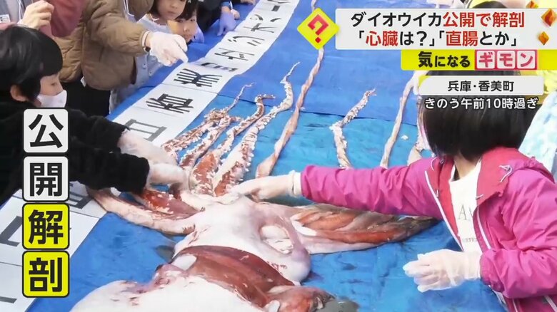 【珍百景】阪神タイガース優勝パレードの裏で…全長6.4mダイオウイカ公開解剖「心臓どれですか？」　兵庫・香美町｜FNNプライムオンライン