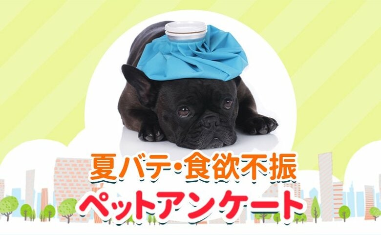 ペットの夏バテは食欲不振から?ペットのフード事情も調査!『ペット保険比較のピクシー』
