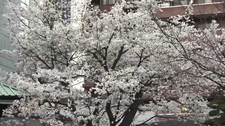 東京で早すぎる!？桜「満開」発表…有名花見スポットの様子は…