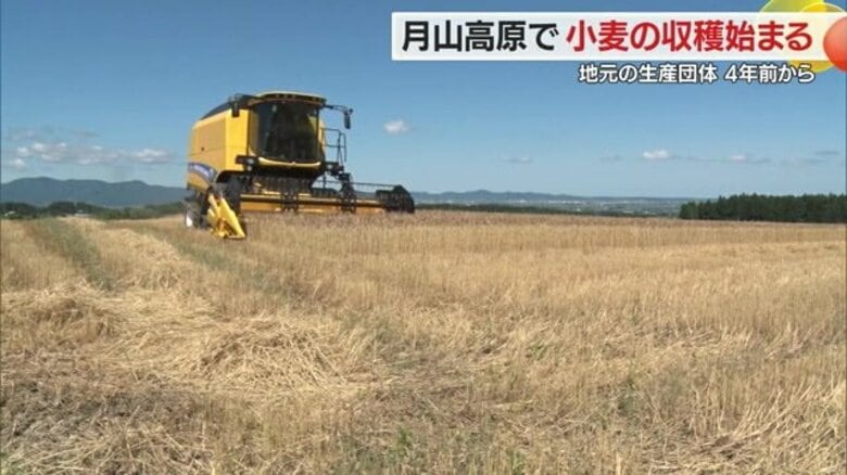 月山高原で「小麦」の収穫始まる　刈り取り1週間早く　地元農家が4年前から耕作放棄地を有効活用【山形発】｜FNNプライムオンライン