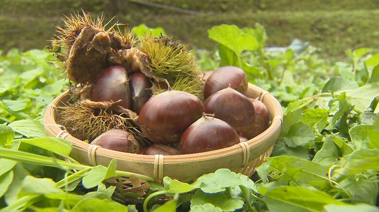 秋の味覚“クリ”の出荷スタート！水不足に悩まされるも…糖度高く粒の大きいクリに仕上がる「ホクホクで上品な甘さが口いっぱいに」新潟｜FNNプライムオンライン