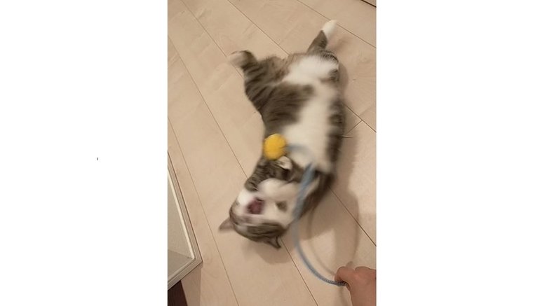 じゃらし遊びでハッスルする様子