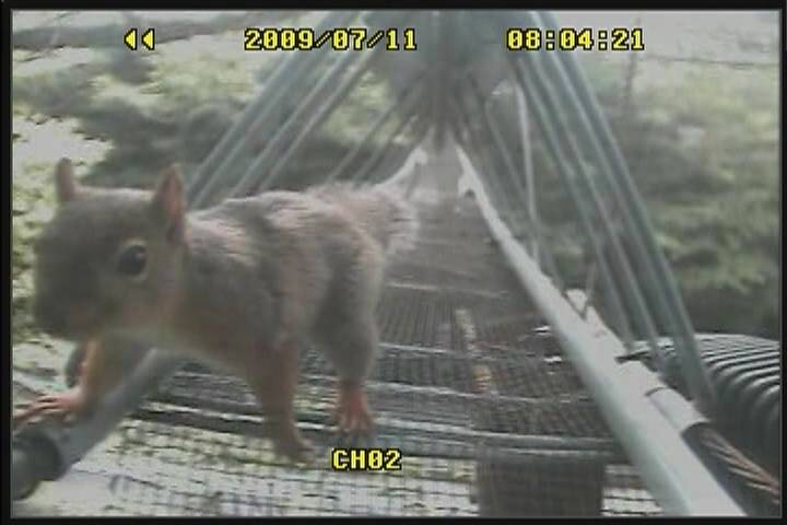 アニマルパスウェイを通るニホンリス(提供:一般社団法人アニマルパスウェイと野生生物の会)
