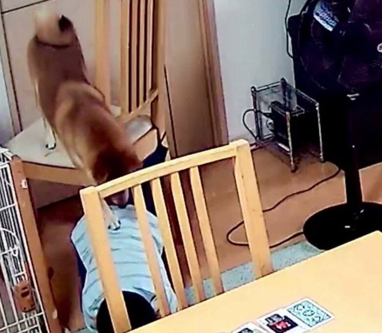 提供：柴犬勇者むぎさん