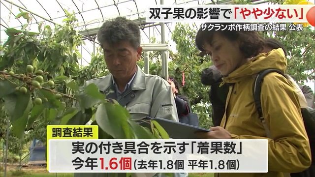 サクランボの作柄調査の様子
