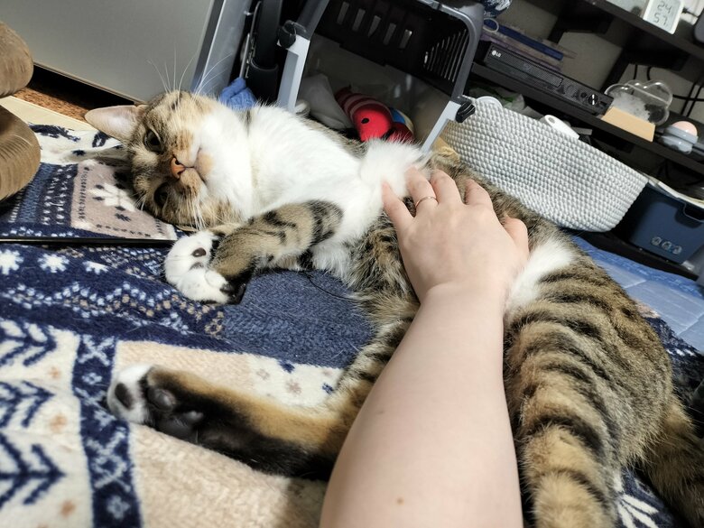 モフられている時の口元がかわいい（提供：猫のテトさん）
