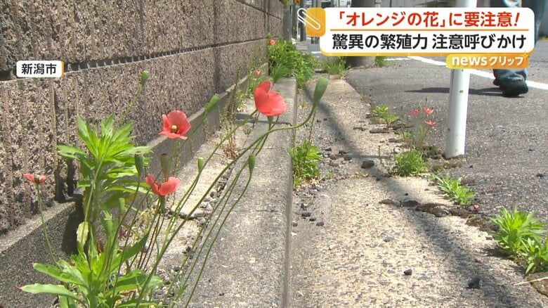 ポピーに似ているオレンジの花