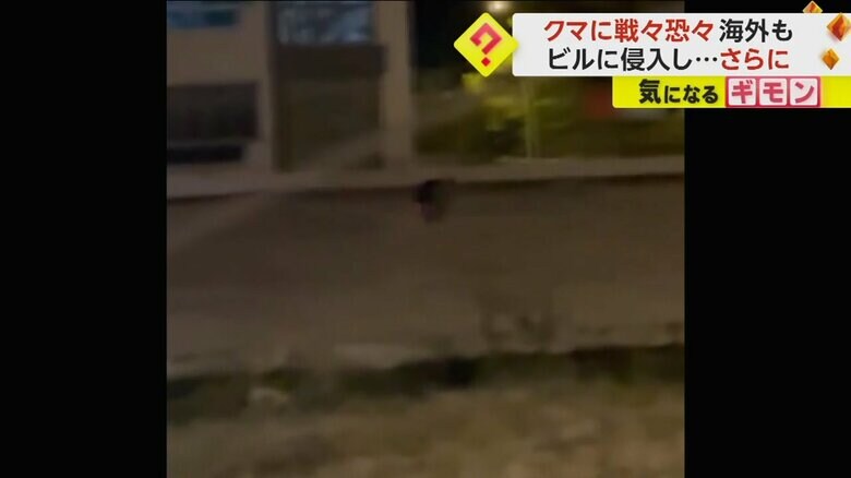 トルコの街の中心部で撮影されたクマ