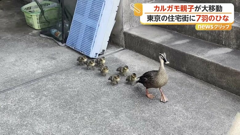 ゆっくり歩みを進めるカルガモ親子
