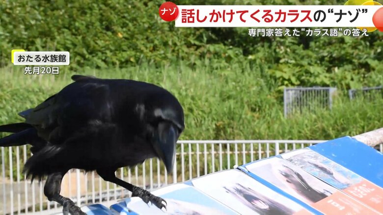 人間に向け何かを訴えかけるようなカラスの姿（7月20日、北海道・小樽市のおたる水族館）