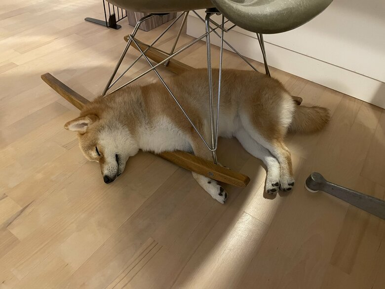 こんなところでも寝ちゃう